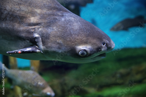 Fish under water, Giant pangasius (Pangasianodon hypophthalmus)