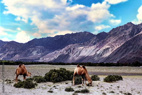 Bactrian camel, Ladakh, cold desert of India, 