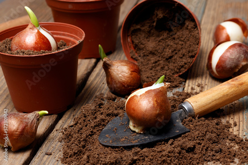 seed tulips growing in pot. Flower bulbs in pots ready for planting in the flowerbed. Planting tulips in pots.