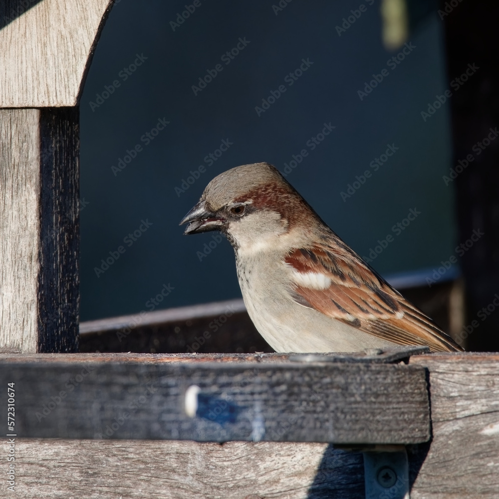 Naklejka premium moineau cisalpin - passer italiae