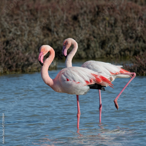  flamant rose - phoenicopterus roseus