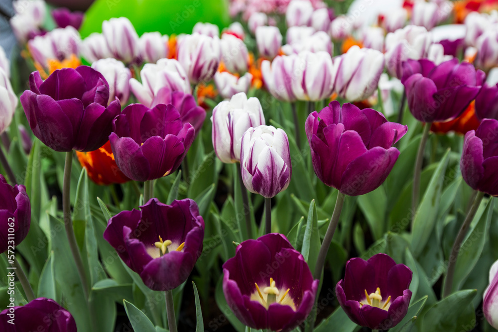 Tulip Tulip