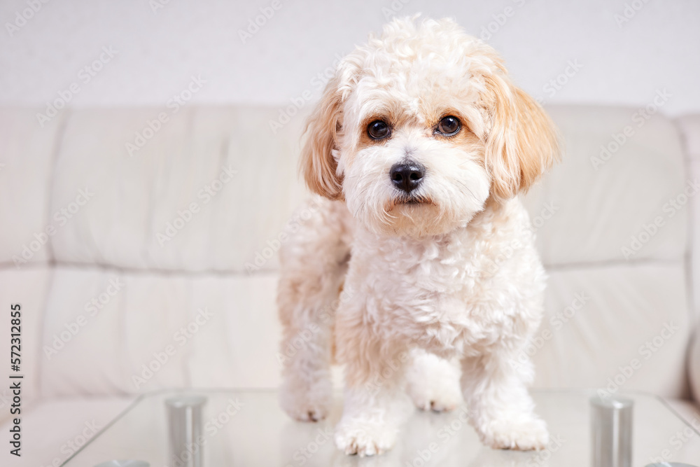 Portrait of a beige Maltipoo puppy stands on a glass table in the room