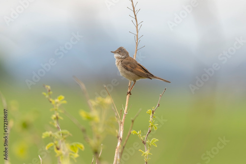 Common whitethroat, sylvia communis, male perched on a branch in the spring close up