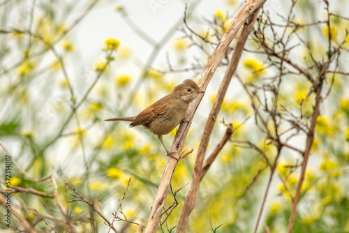 Common whitethroat, sylvia communis, female perched on a branch in the summer, close up