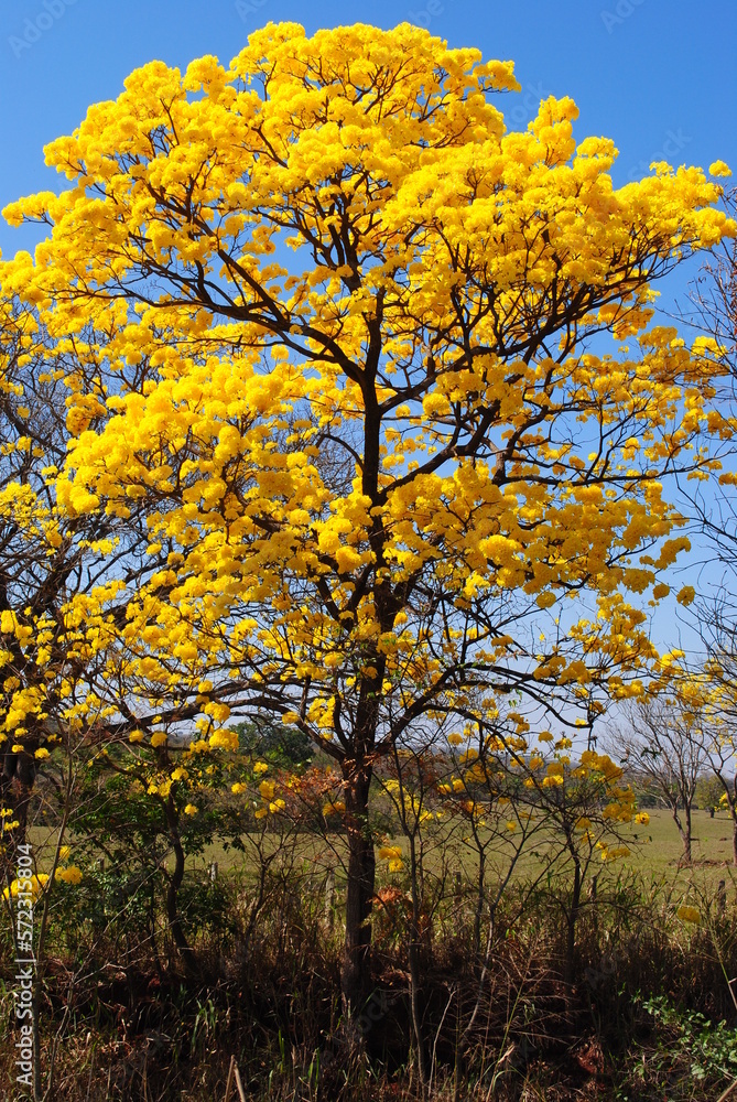 flowering yellow ipe tree flowering yellow ipe tree