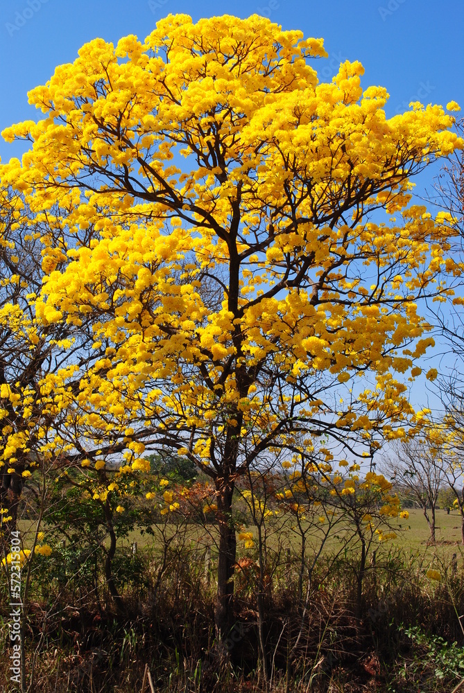 flowering yellow ipe tree