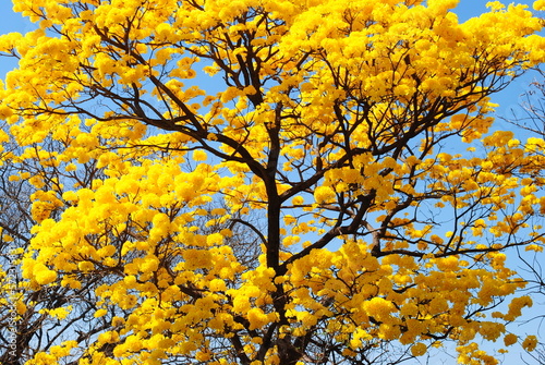 flowering yellow ipe tree