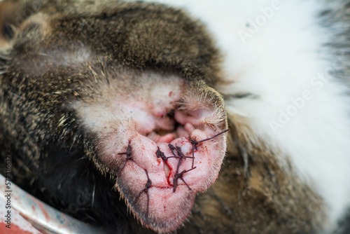 close-up photo of a cat with othematoma surgery