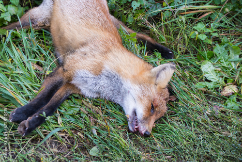 close-up photo of a dead red  fox on the street after car accident