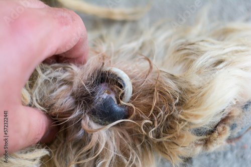 close-up photo of a dog with ingrown toenail