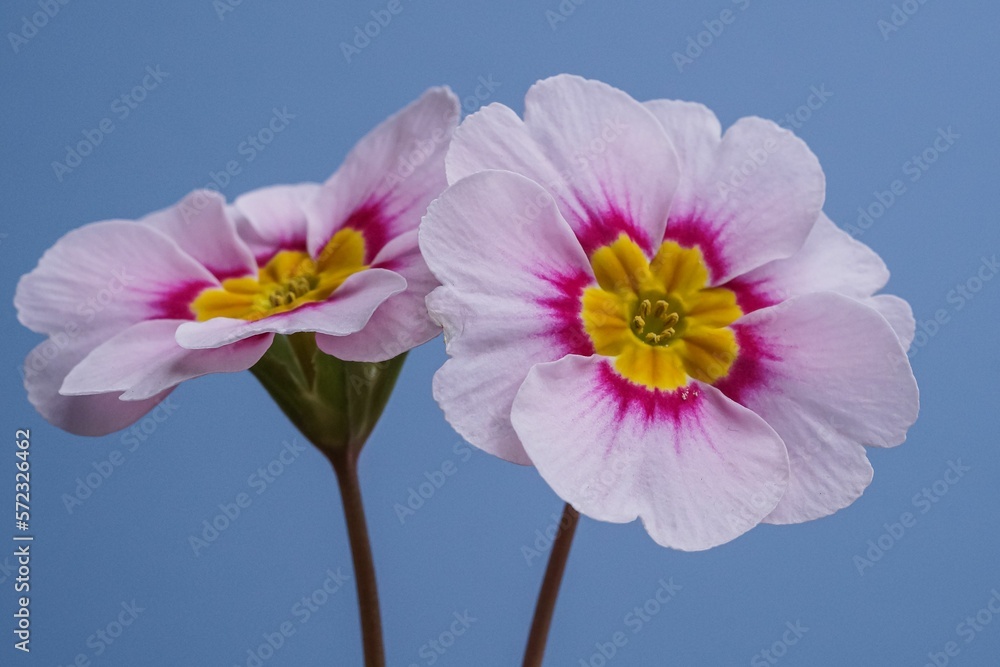 Close up of a pink primrose spring flower on bright blue plain background, primula polyanthas 
