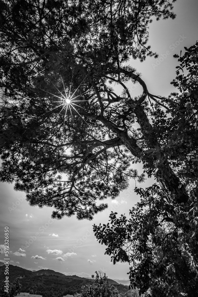 Fototapeta premium Sun star light effect through the tree crown, mountain perspective, countryside Bulgaria