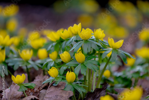Selective focus of yellow small flower in garden, Eranthis hyemalis the winter aconite is a species of flowering plant in the buttercup family Ranunculaceae, Nature foral background.