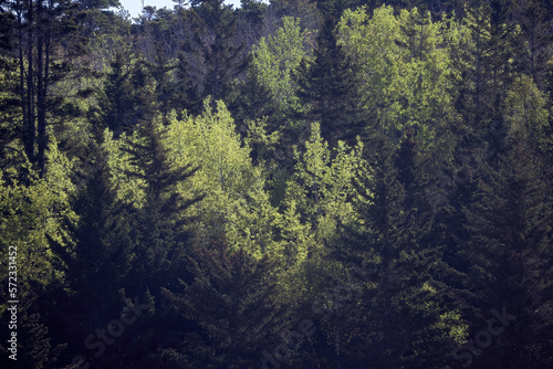 Evergreen Trees in the sunshine