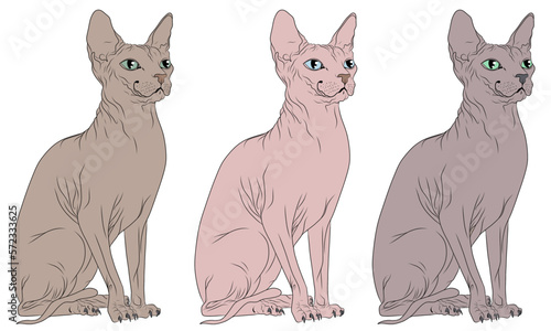 Set of hand drawn vectors of a sitting Sphynx cat
