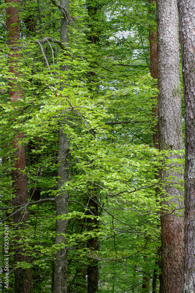 Geres green woods during spring Geres green woods during spring