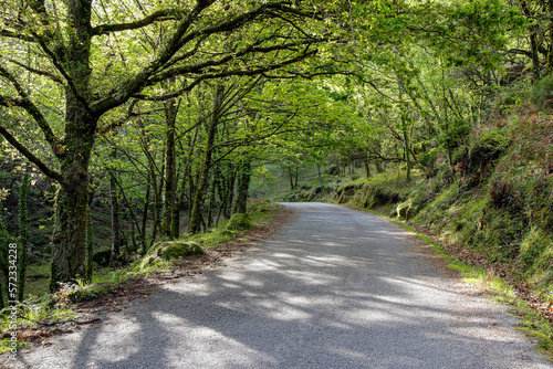 Road through forest in spring