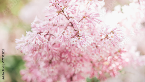 Beautiful lilac flowers background. Spring blossom. Purple lilac flower on bush. Bouquet of purple flowers  shallow depth of field. Happy Mother s Day greetings card. Copy space. Banner ready