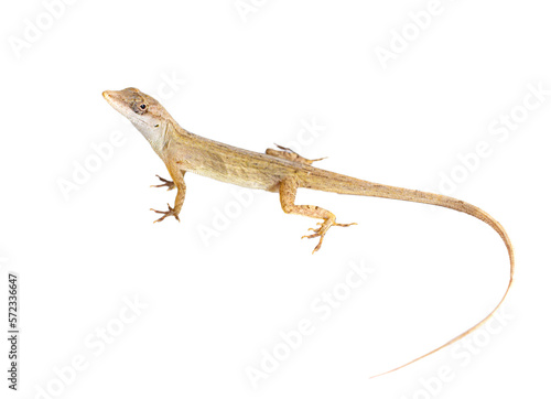 Photo lizard without background