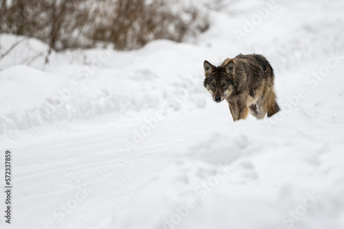 Grey Wolf, Canis lupus. Bieszczady Mountains, Poland. © Szymon Bartosz