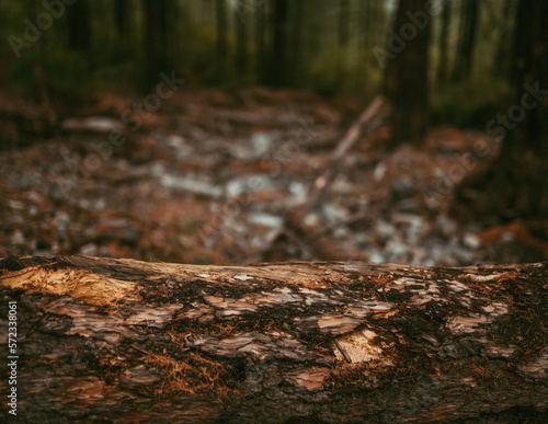 dark surface of tree trunk in forest