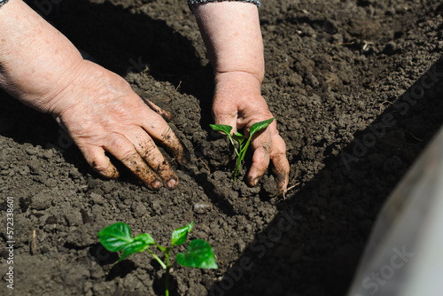 Observing a general side view of the old wrinkled hands working in the sun, soiled in mud, covering a small young sprout of pepper seedlings with earth, copy space.