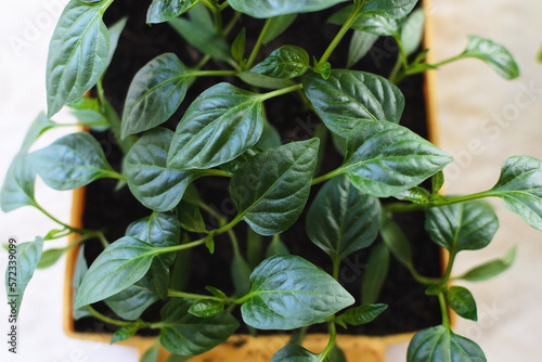Flat layout of the view from above on the table on which there is an orange box with green seedlings of Bulgarian pepper, copy the space.
