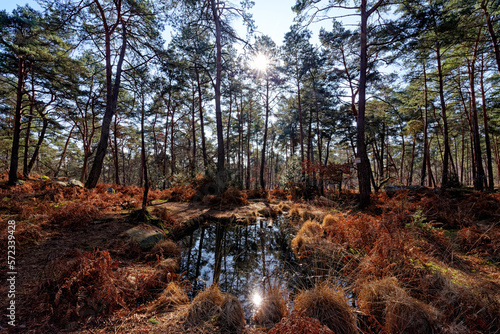Fototapeta Naklejka Na Ścianę i Meble -  Pond of the Salamanders in Fontainebleau forest