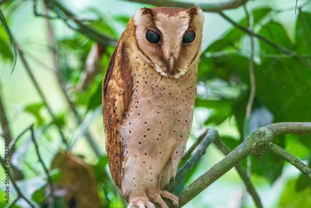 Sri Lanka bay owl (Phodilus assimilis) at Thattekkad Bird Sanctuary, Kerala, India