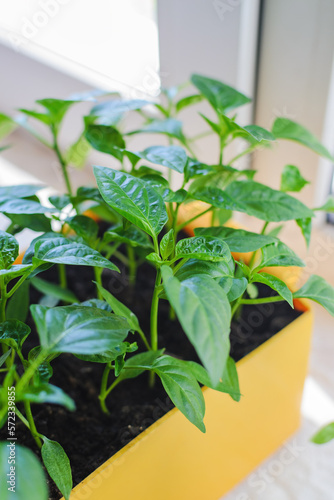 Close-up side view of a green seedling of pepper in a box on a window indoors, preparing sprouts for planting in open ground in warm weather.