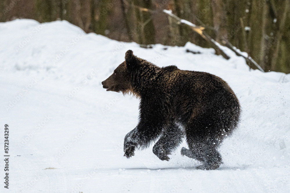 Naklejka premium Brown Bear, Ursus arctos. Bieszczady Mountains, Carpathians, Poland.