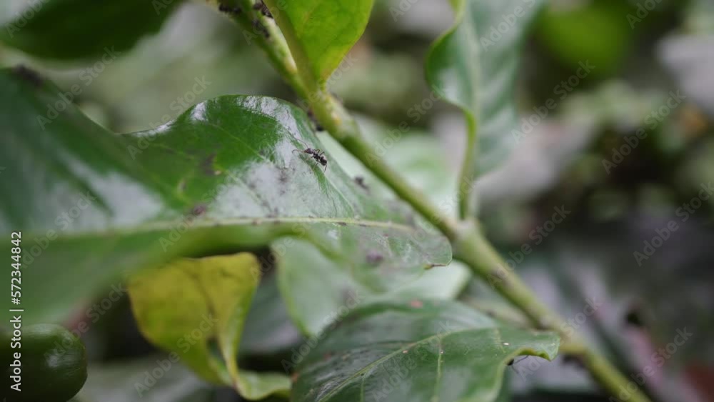 Close up green coffee bean with black ant on the branch. The footage is suitable to use for nature footage, and coffee shop promotion. Close up green coffee bean with black ant on the branch. The footage is suitable to use for nature footage, and coffee shop promotion.