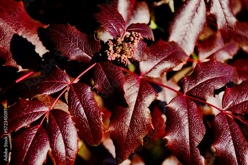 Mahonia aquifolium shrub macro. deep red thorny waxi leaves. Oregon grape or holly-leaved barberry. decorative flowering garden plant.  photo
