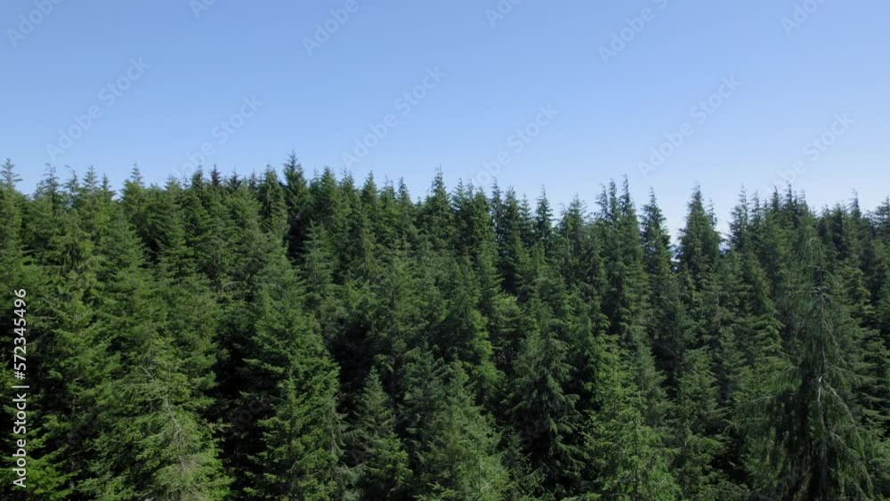 trees in the forest trees in the forest