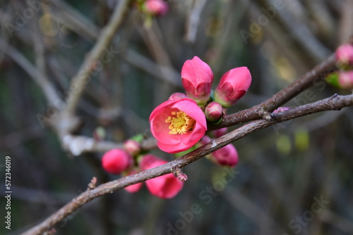 First pink flowers in spring in France