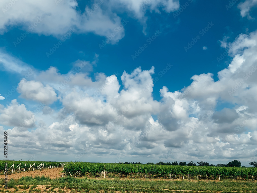 many vineyards big blue sky with clouds nature journey many vineyards big blue sky with clouds nature journey