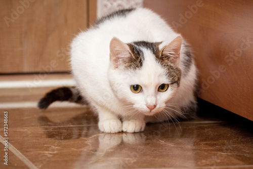 A white spotted cat sits in the room on the floor
