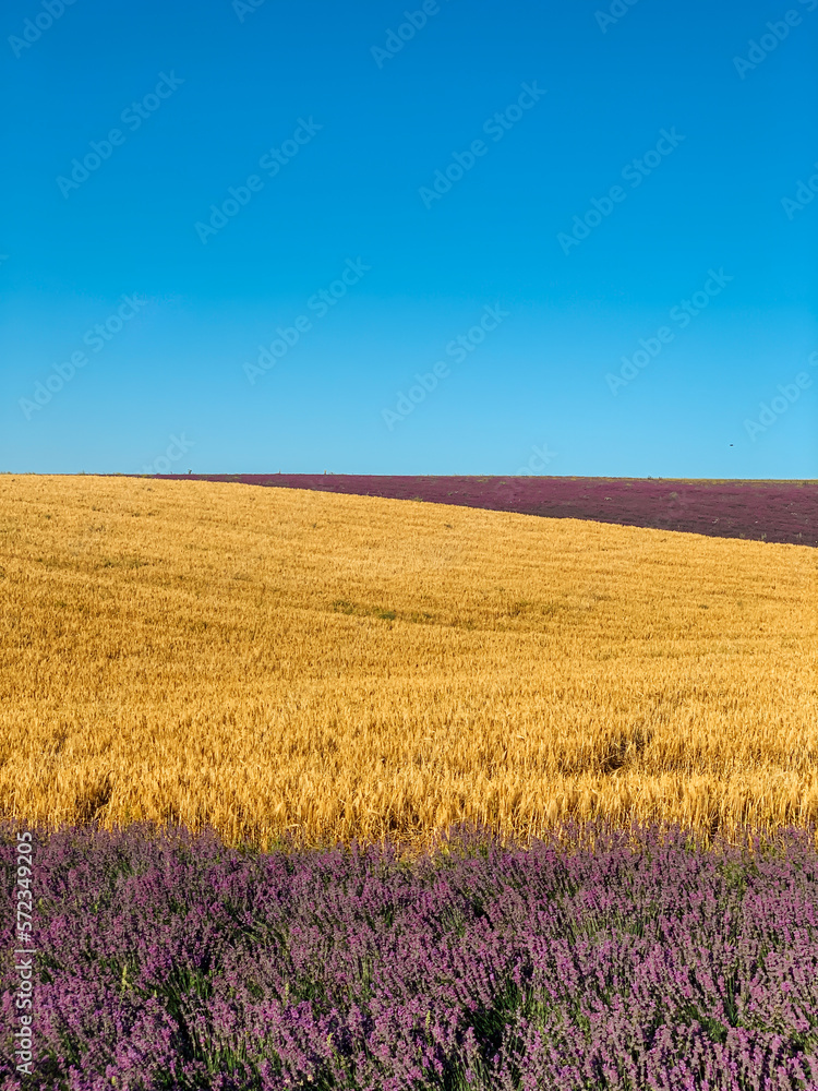 field with flowers and wheat big plain nature blue sky