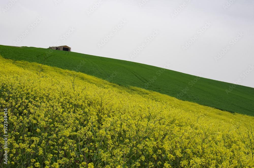 Spring in the countryside of lower Molise with the wheat still green, an old farmhouse, and yellow wildflowers to complete the scene