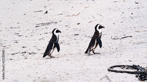 penguins on white sand