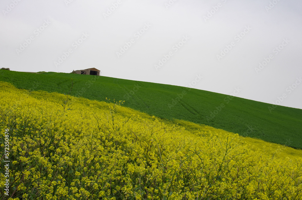 Spring in the countryside of lower Molise with the wheat still green, an old farmhouse, and yellow wildflowers to complete the scene