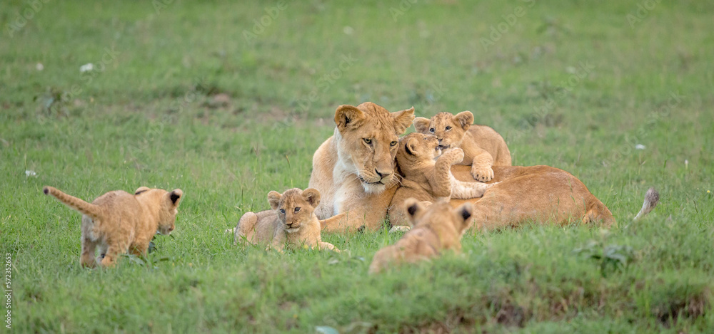 Naklejka premium Lion Family Playtime