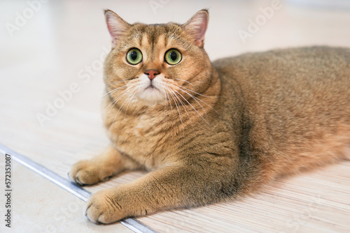 A beautiful Scottish Straight cat looks into the camera with surprised eyes, lying on the floor. Close-up, soft focus. © Elena