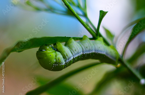 Caterpillar is eating a leaf