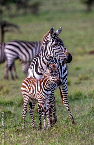 Zebra Baby with Mother