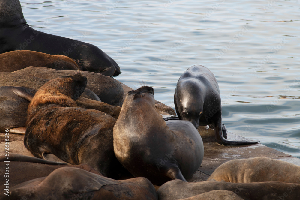 Fototapeta premium Argentina sea lion in the port of mar del plata tourist place june 2020