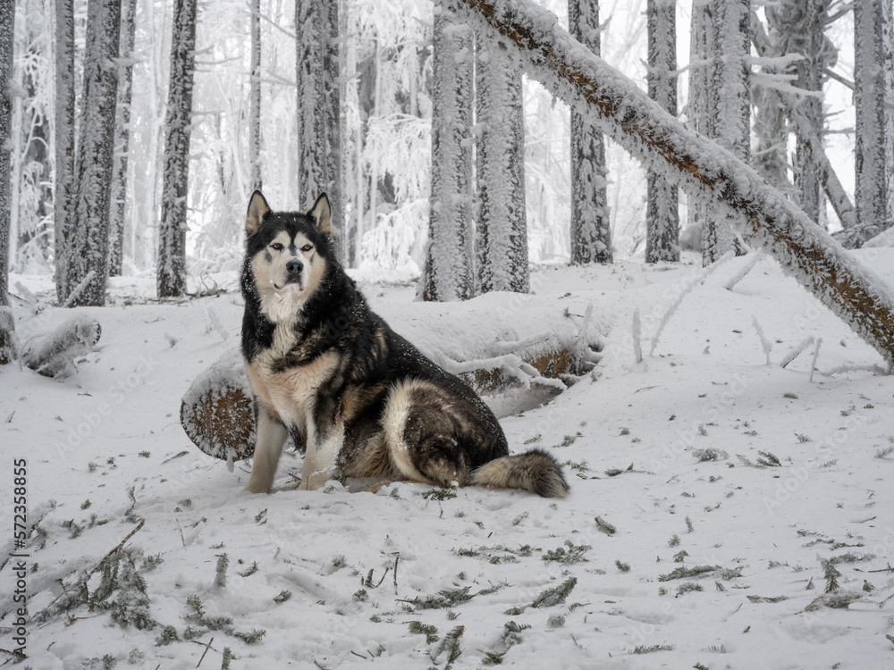 Fototapeta premium alaskan malammute