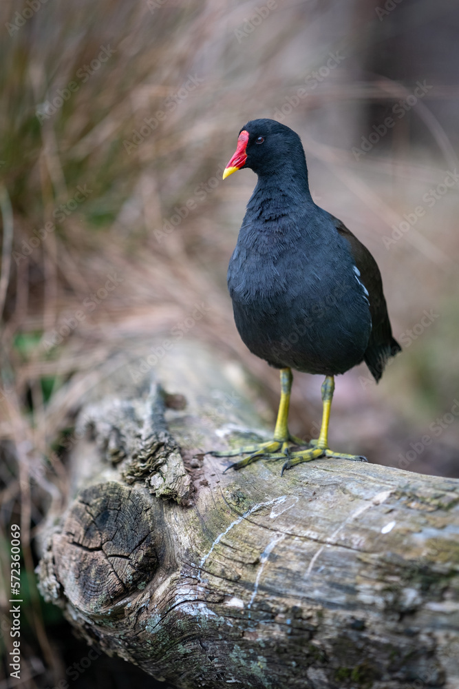 Une poule d'eau sur un tronc d'arbre mort Une poule d'eau sur un tronc d'arbre mort