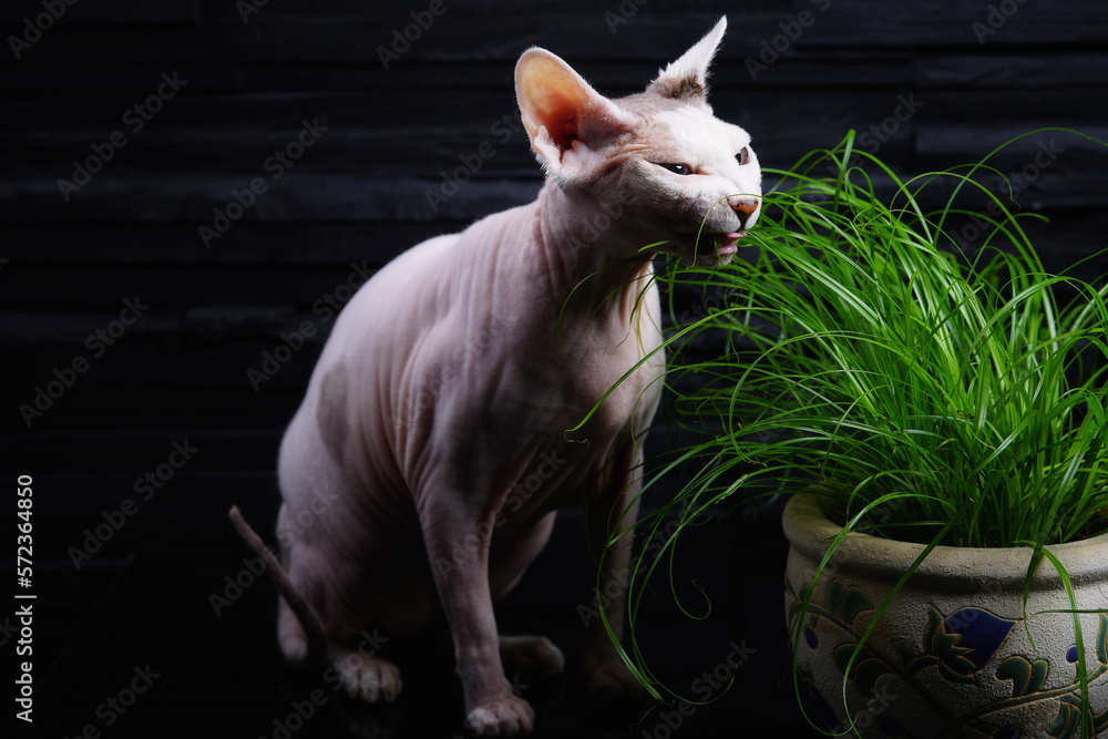 Cat breed Canadian Sphynx eats grass for cats.